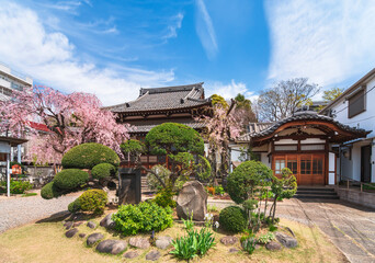 Niwaki trees and memorial stones surrounding by weeping cherry blossoms in the Japanese Buddhist zen temple of Seiunzenji belonging to Yanaka seven lucky gods pilgrimage.