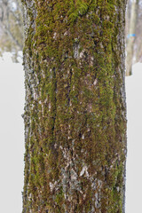 Tree Trunk in Winter Snow with Green Moss on Bark