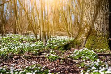 Forest with a lots of white spring flowers in sunny day. Forest landscape with flowering primroses, soft selective focus.