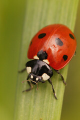 Closeup of a red seven-spot ladybird , Coccinella septempunctata