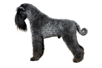 Kerry Blue Terrier stands in the exhibition stand on a white background.