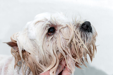 Professional  Wash West highland white Terrier to the grooming at the beauty salon for animals
