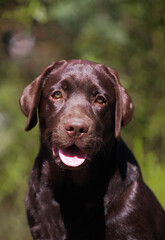 Labrador chocolate puppy walks in the park