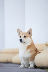 Welsh Corgi Pembroke and the street