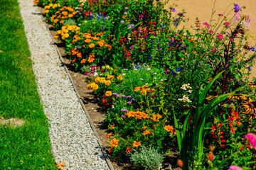 Beautiful flowers in a park