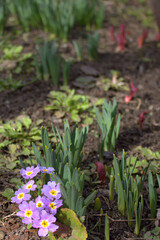 Springs of spring flowers in a garden bed under the sun.