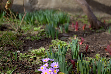 Springs of spring flowers in a garden bed under the sun.