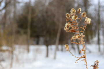 New England Aster Daisy  Dry Dead Flower in Winter
