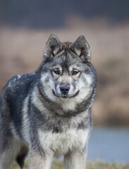 Siberian Husky Wolf color