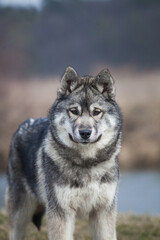 Naklejka na ściany i meble Siberian Husky Wolf color