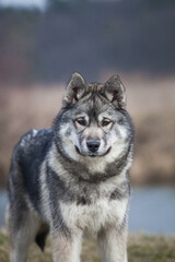 Siberian Husky Wolf color