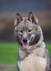 Siberian Husky Wolf color