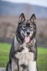 Siberian Husky Wolf color