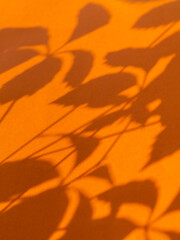 Lacy shadows of Virginia creeper leaves on bright orange background. Five-leaved ivy or five-finger plant on sunlight. Light and shadow on colorful backdrop. - obrazy, fototapety, plakaty
