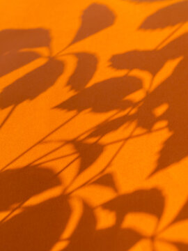 Lacy shadows of Virginia creeper leaves on bright orange background. Five-leaved ivy or five-finger plant on sunlight. Light and shadow on colorful backdrop.