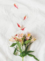 Top view on fresh alstroemeria flower on crumpled white background. Spring flower in bloom. Season's greetings card.