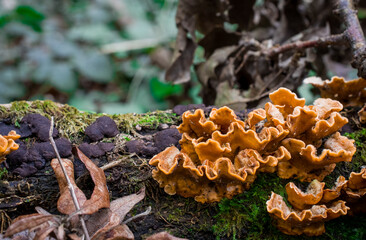 Bracket fungi on a tree trunk with green moss in autumn