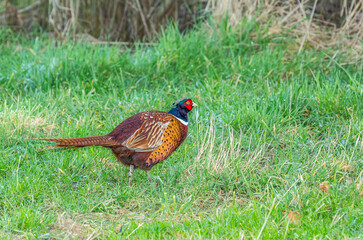 Male Pheasant, Phasianus colchicus, foraging in grassland in the light of the rising sun and showing its full color splendor now that it is almost mating season