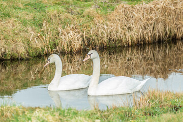 Pair of beautiful young white Mute swans, Cygnus olor, with almost white plumage and still light colored beak swimming in ditch