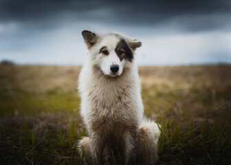 white dog on the grass