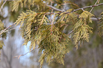 Evergreen Tree Leaves Close Up