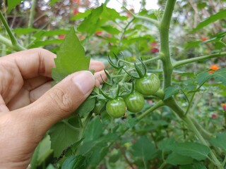 hand picking tomato