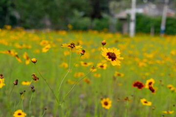 Obraz premium field of flowers