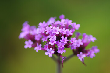 Fototapeta premium Verbena Bonariensis