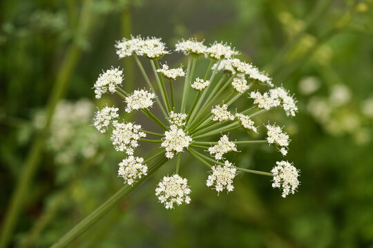 Hemlock flowers closeup, Portugal. Conium maculatum