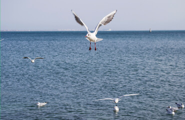 Fototapeta na wymiar A white gull flies over the sea.