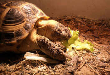  Central Asian land turtle eats juicy green lettuce leaf