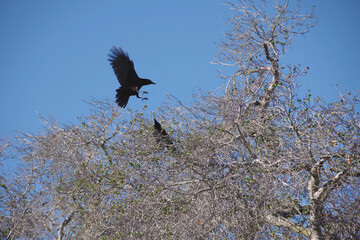 Low angle view of two crows on a bare tree under blue sky on a sunny winter day