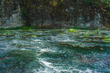 green forest in spring