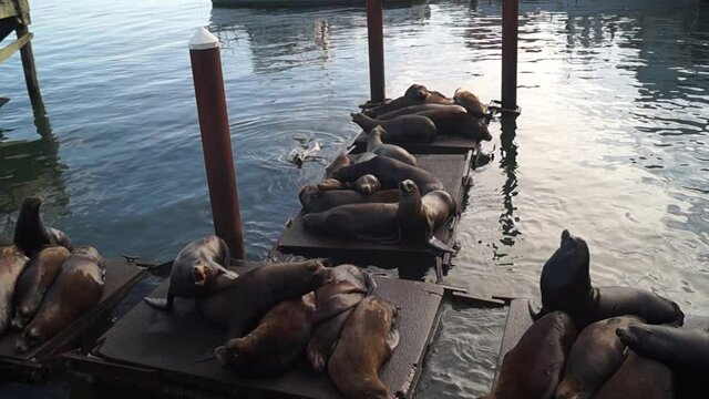 Newport, Oregon, USA, June 10, 2020. Newport Sea Lion Docks. Sea lions on a pantone.