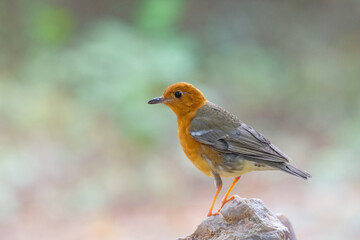 Female bird Orange-headed Thrush  (Geokichla citrina)in the rainforest.