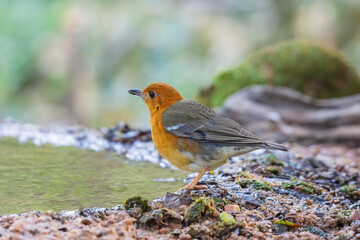 Female bird Orange-headed Thrush  (Geokichla citrina) standing on puddle in the rainforest.