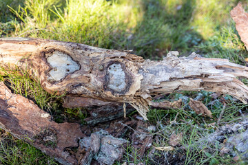 Stump in the forest with pictures