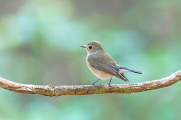 Little brown bird Taiga Flycatcher (Ficedula albicilla ) Sticking to the branches in the rainforest.