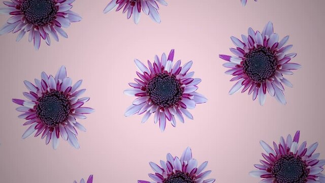 Pink chrysanthemum pattern on a pink pastel background. Minimal motion graphics floral animation