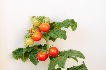 Cherry tomatoes on a branch. Red and green, in bloom. Growing tomatoes in a greenhouse, at home on a balcony, on a quiet, loggia.