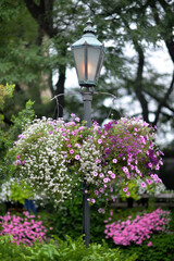beautiful flower garden with plants