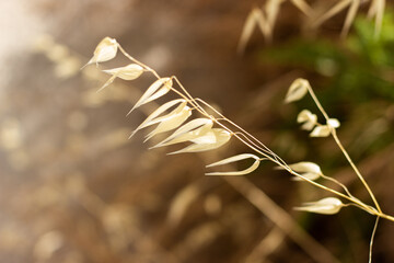 golden spike in the dawn sun