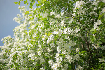 Fototapeta na wymiar Beautiful floral apple trees over blue sky in spring park. Spring 2021.