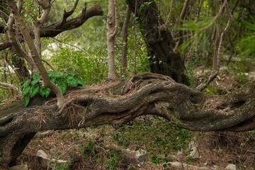bizarre tree trunk growing horizontal in a wild forest