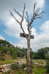 wooden sign board hanging on a bare tree rear view