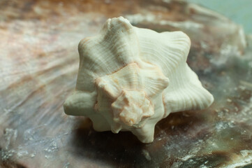 close-up of the shell of a coral snail