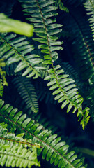 Boston Fern 