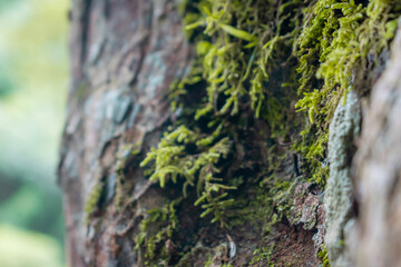 moss on tree