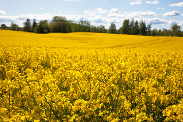 Obraz premium Blooming rapeseed field