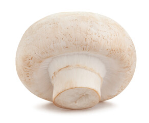 mushrooms path isolated on white